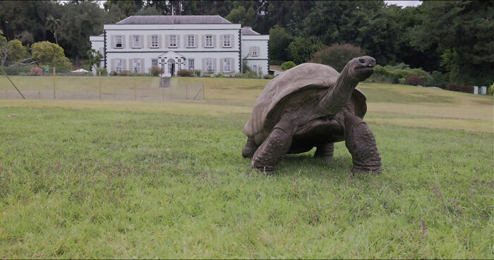 Jonathan, the worlds oldest living tortoise, walks across a grassy field near a white building. Jonathan, the worlds oldest living tortoise, walks across a grassy field near a white building.