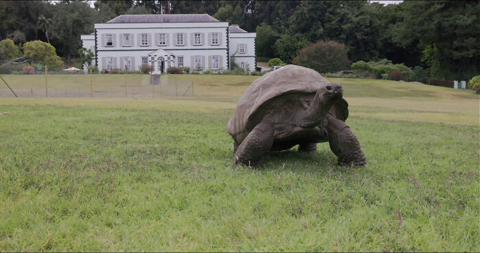 Jonathan, the worlds oldest living tortoise, stands on a lawn with a large white house in the background. Jonathan, the worlds oldest living tortoise, stands on a lawn with a large white house in the background.