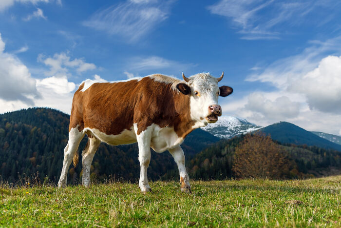 A brown and white cow on a grassy hill, a sight that led partners to question their intelligence.