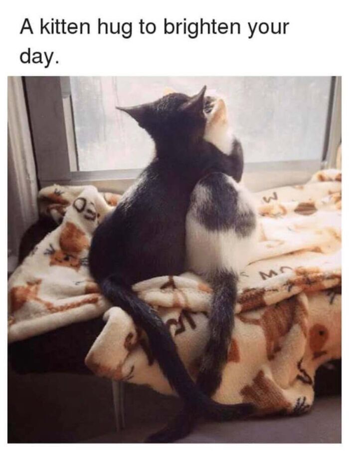 Cute cat memes featuring two small kittens hugging each other warmly on a cozy blanket by the window.