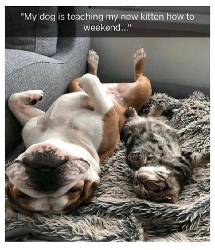 Humorous cat memes showing a bulldog and a small tabby kitten sleeping side-by-side on their backs.