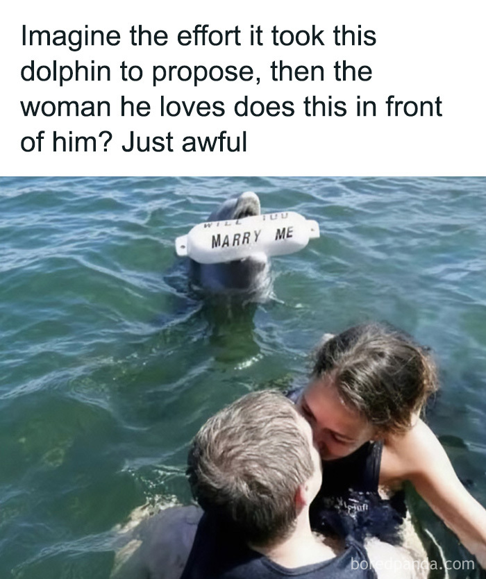A funny dolphin proposal meme displaying one of the edgy memes from the collection.