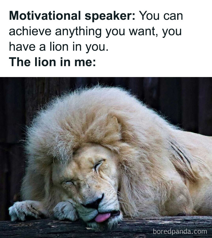 Cute animal memes of a sleeping lion sticking its tongue out