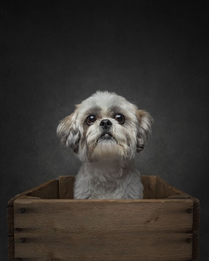 Small dog with big eyes sitting in wooden crate in doggy portrait