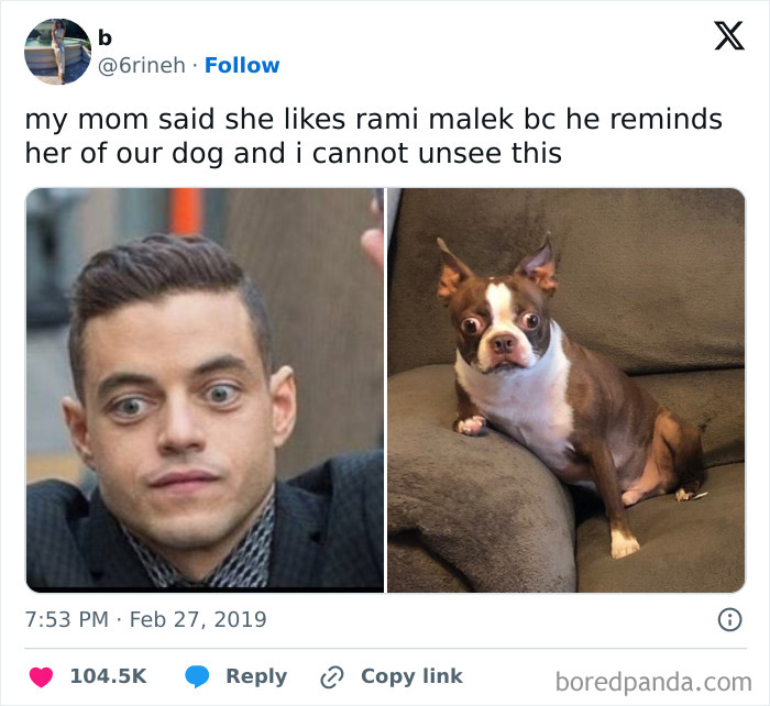 Random memes comparing Rami Malek's face with a dog for humor