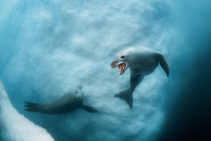 Npoty underwater shot of two seals swimming near ice in crisp clear water.
