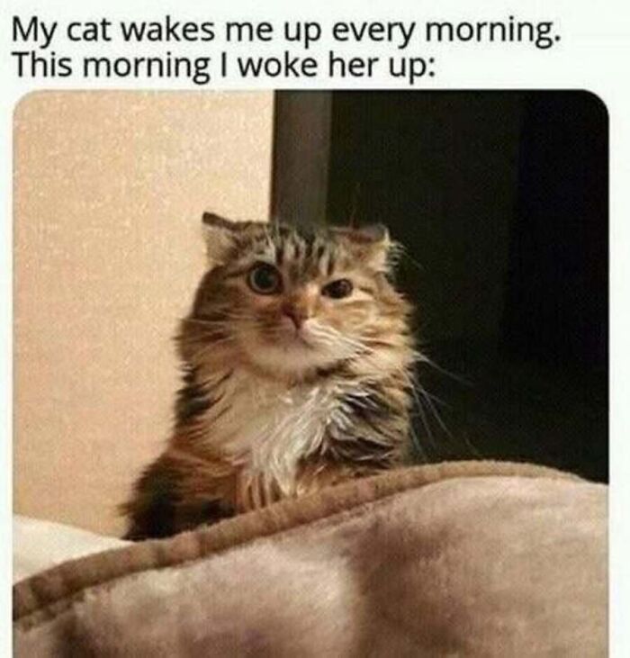 Hilarious cat meme with a wide-eyed cat looking annoyed after being woken up.