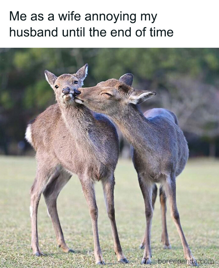 Cute deer affectionate with another deer, featured as a relatable animal meme about annoying a partner.