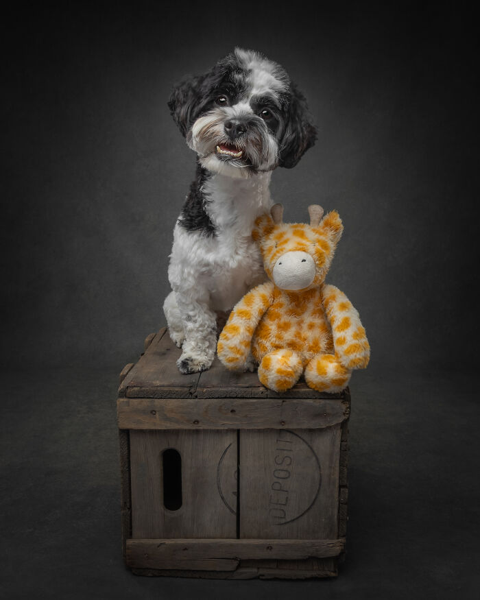 Black and white dog sitting on wooden crate with a stuffed giraffe toy
