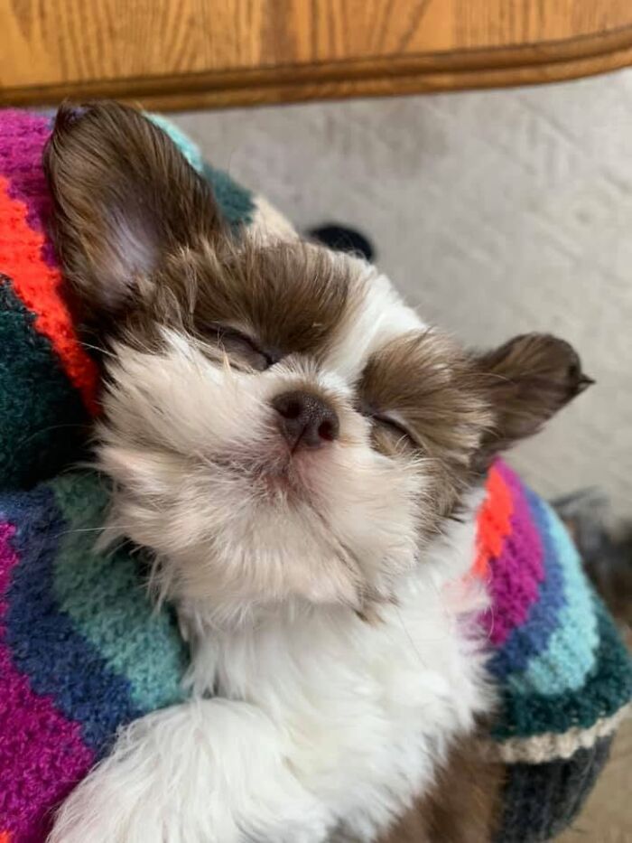 Adorable sleeping puppy resting comfortably on a colorful knit blanket