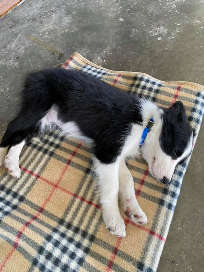 Adorable sleeping puppy lying flat on a plaid blanket on the floor