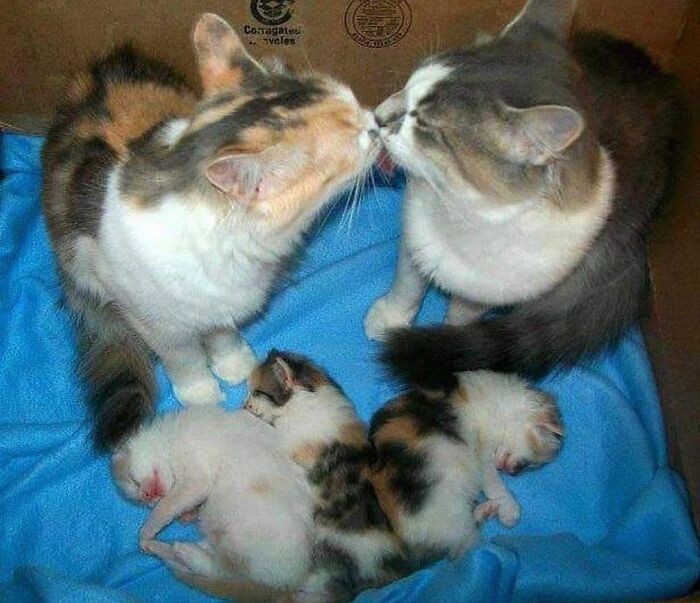 21 Heartwarming Photos Of Mama Cats And Their Kittens That Show A Mother’s Love Is Truly Special