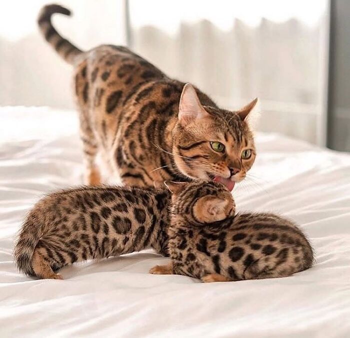 21 Heartwarming Photos Of Mama Cats And Their Kittens That Show A Mother’s Love Is Truly Special