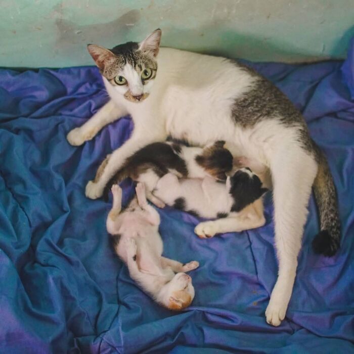 21 Heartwarming Photos Of Mama Cats And Their Kittens That Show A Mother’s Love Is Truly Special