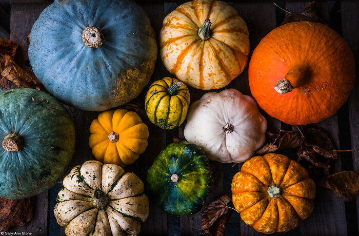 Top view of colorful pumpkins and gourds in orange, green, white, and yellow.