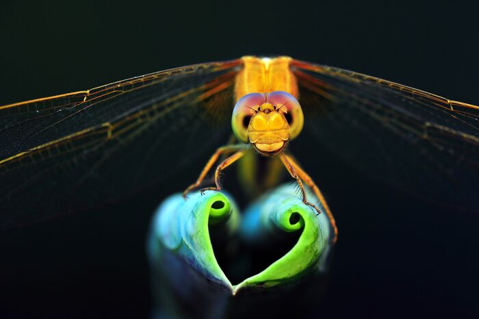 Macro shot of a yellow dragonfly perched on a heart-shaped green plant tip in NPOTY.