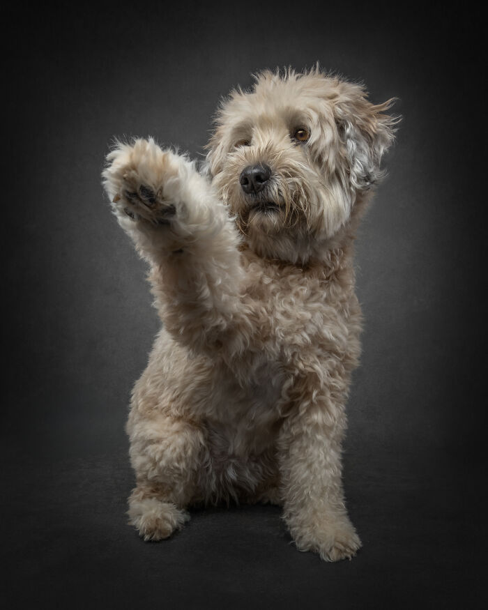 Curly fluffy dog raising paw in doggy coffee table book portrait