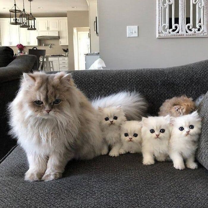 21 Heartwarming Photos Of Mama Cats And Their Kittens That Show A Mother’s Love Is Truly Special