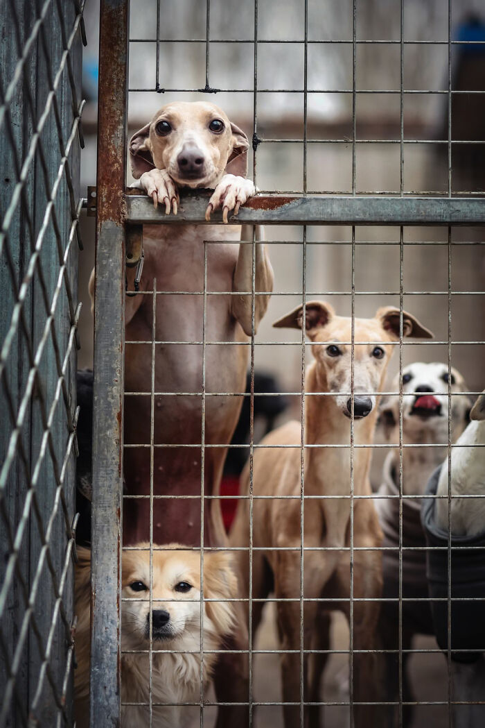 Multiple rescue dogs looking through a metal wire fence, featured in the Dog Photography Awards entry.