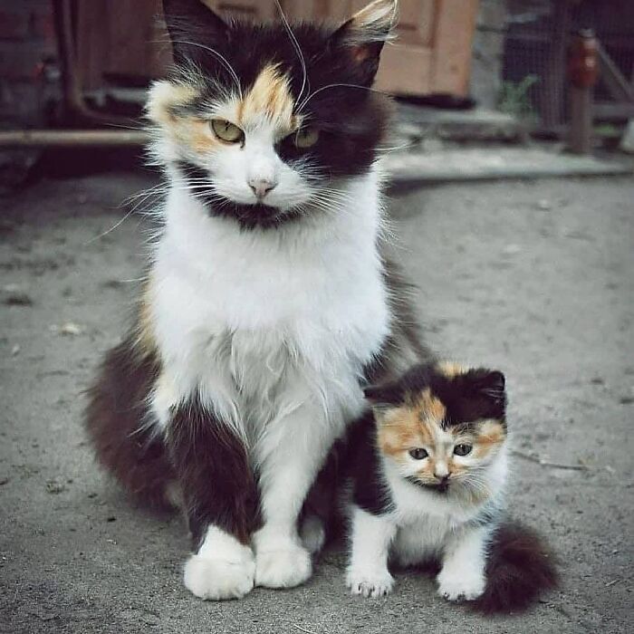 21 Heartwarming Photos Of Mama Cats And Their Kittens That Show A Mother’s Love Is Truly Special