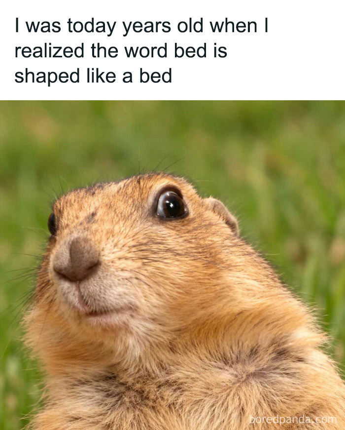 Amusing animal memes featuring a wide-eyed prairie dog looking surprised by a funny realization