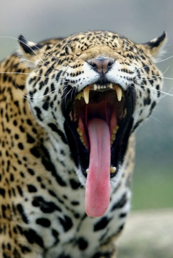 Close-up of a jaguar yawning, showing big cats reactions.