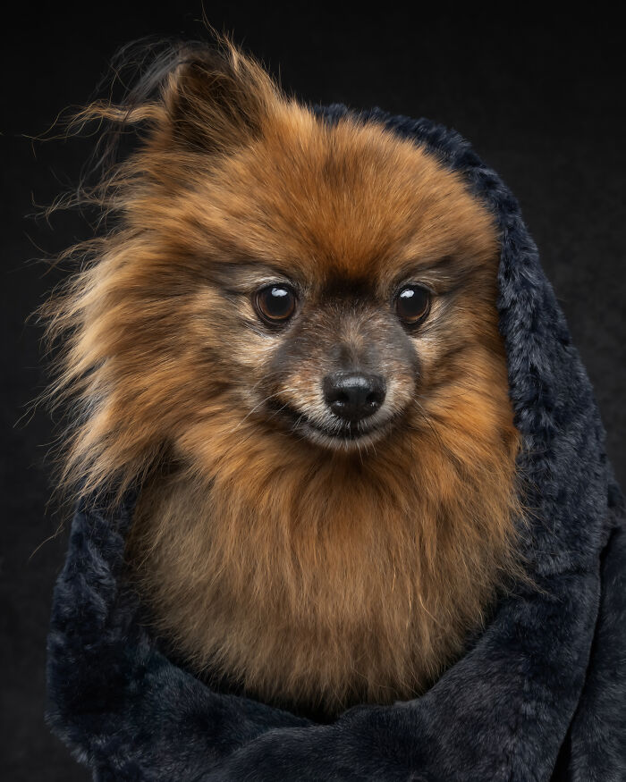 Fluffy Pomeranian wrapped in dark blanket for dog personality coffee table book