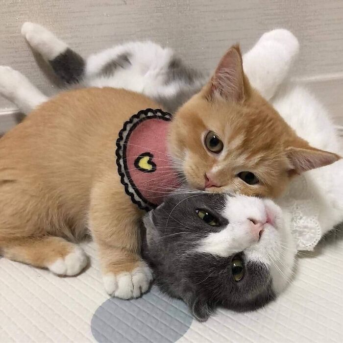 21 Heartwarming Photos Of Mama Cats And Their Kittens That Show A Mother’s Love Is Truly Special