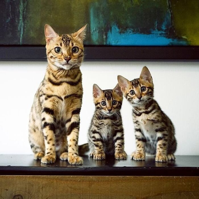21 Heartwarming Photos Of Mama Cats And Their Kittens That Show A Mother’s Love Is Truly Special