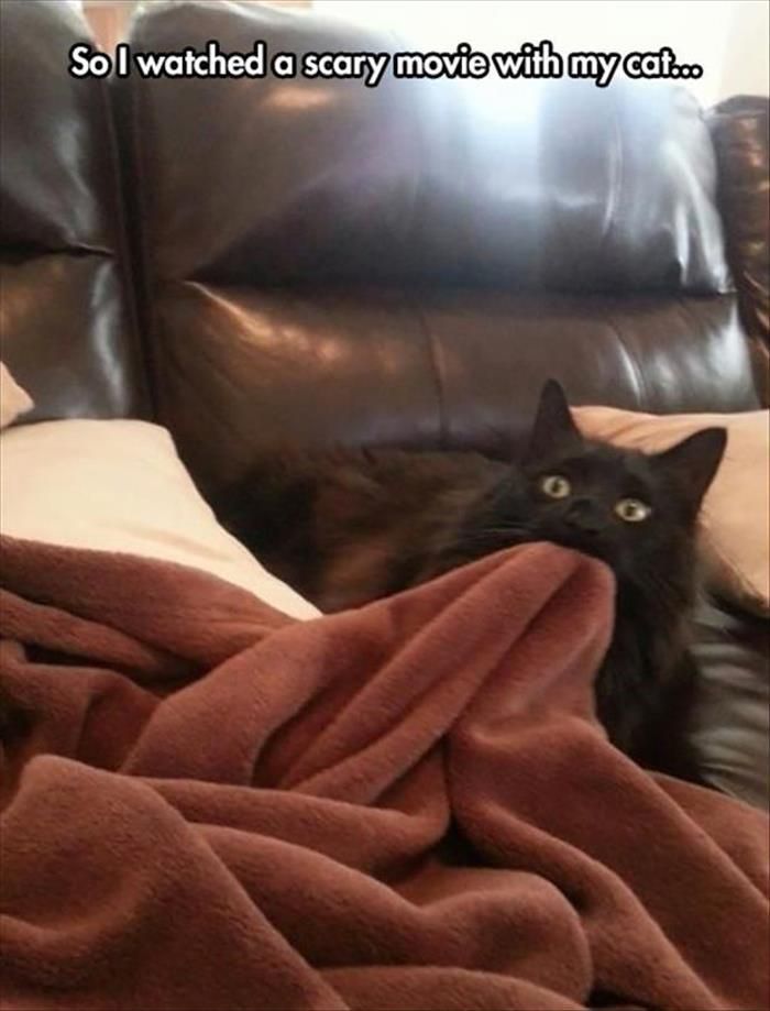 Black cat biting blanket scared while watching movie in cat meme