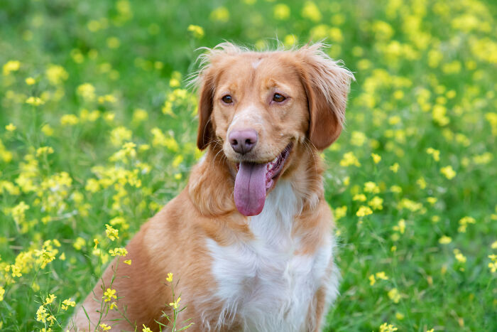 A golden dog sitting outdoors in a field of flowers related to real-life divorce stories