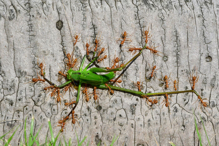 Wildlife photo of red ants swarming and carrying a large green grasshopper on a tree bark.