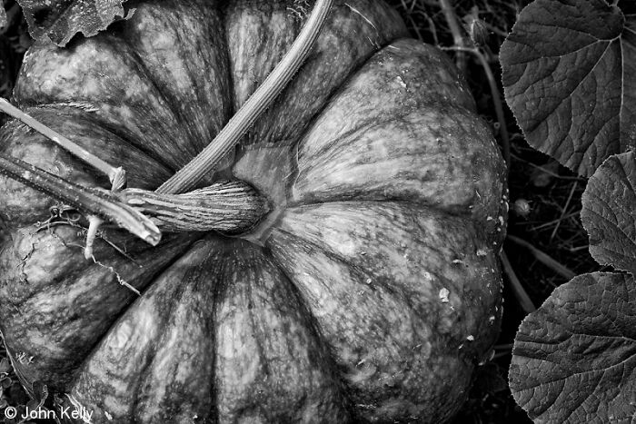 Top view black and white close up of a ribbed pumpkin with vines.