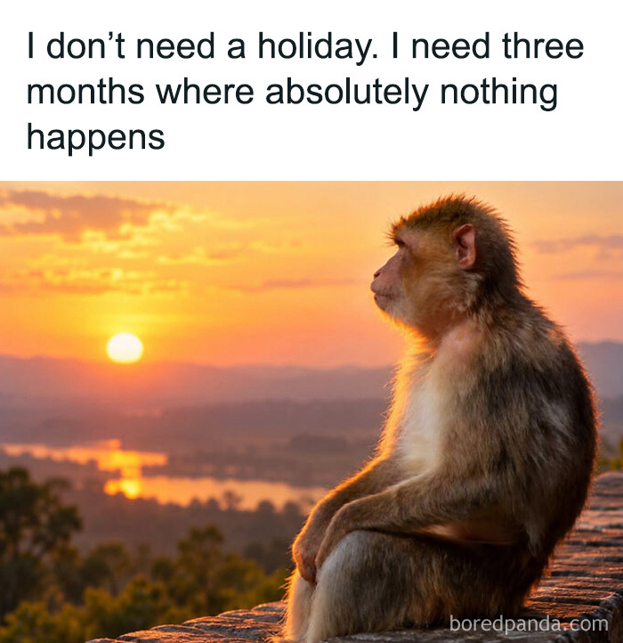 Relatable animal memes with a thoughtful monkey gazing at the sunset thinking about holidays