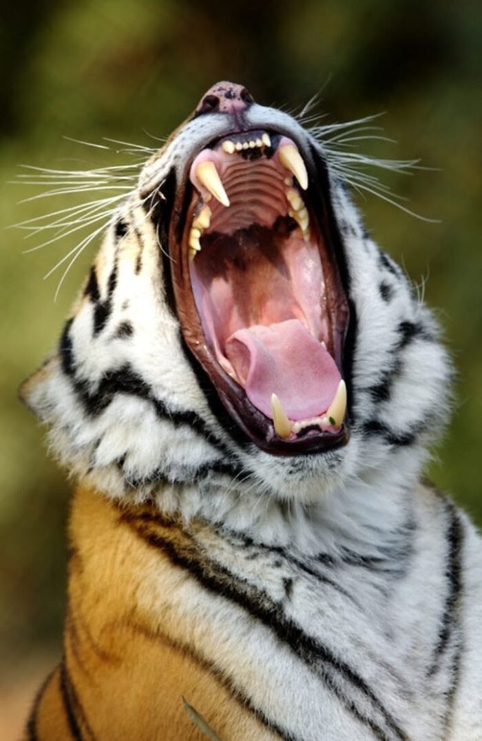 Low angle view of a tiger fully yawning with wide open mouth showing fangs and tongue.