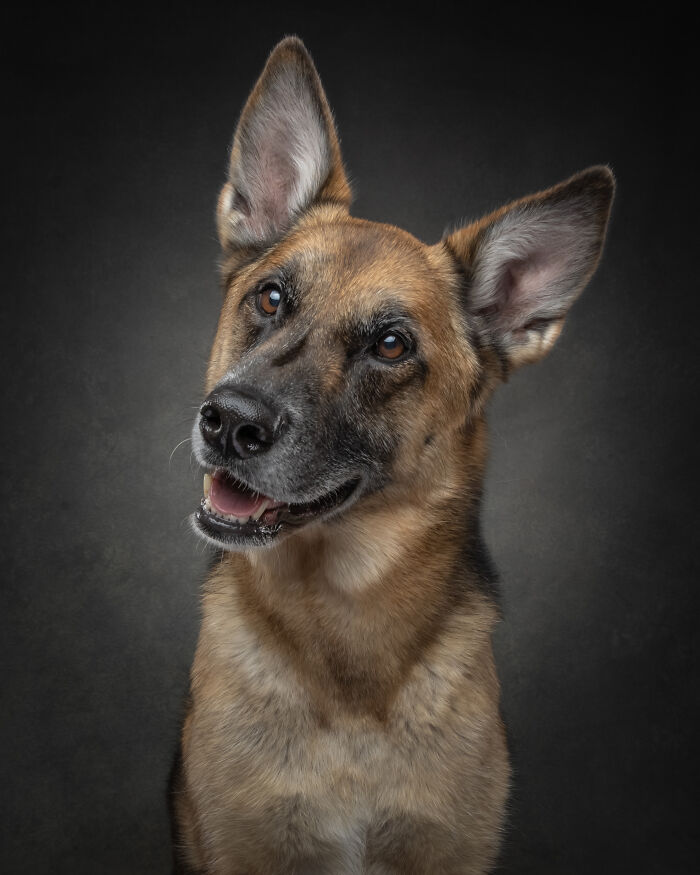 Smiling German Shepherd dog portrait with dark background dog big personalities