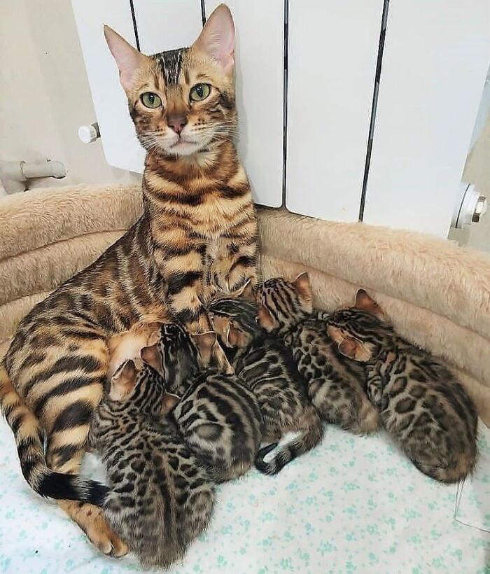 21 Heartwarming Photos Of Mama Cats And Their Kittens That Show A Mother’s Love Is Truly Special