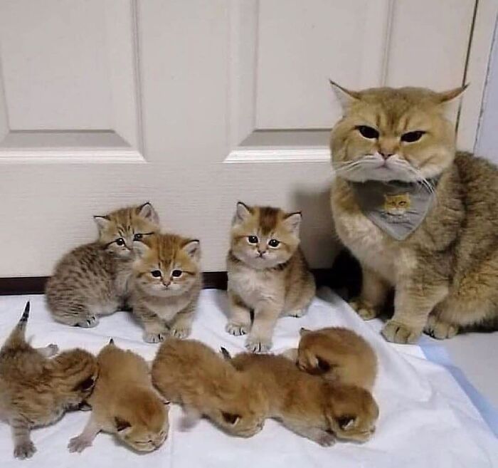 21 Heartwarming Photos Of Mama Cats And Their Kittens That Show A Mother’s Love Is Truly Special