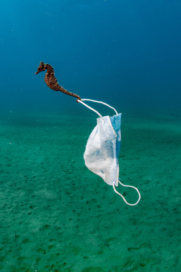 Wildlife photo of a seahorse attached to a discarded face mask underwater.