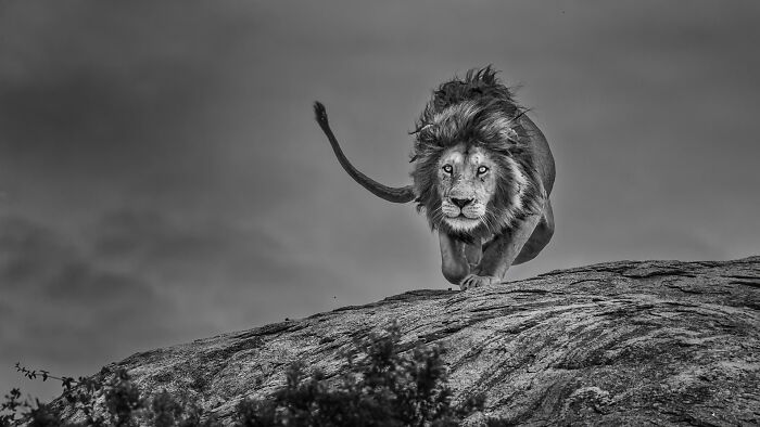 Wildlife photo of a powerful male lion crouching on a rocky ledge.