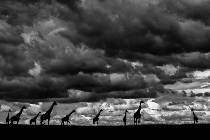 Wildlife photo of a giraffe herd silhouetted against a dramatic cloudy sky.