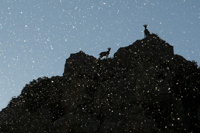 Wildlife photo of two mountain goats silhouetted on a rocky peak during falling snow.