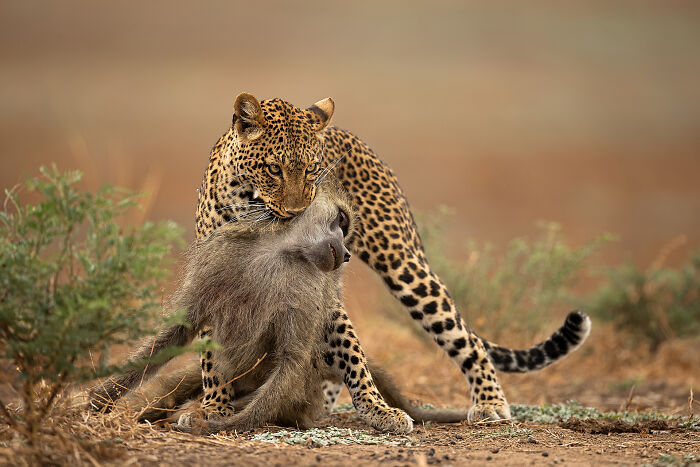 Wildlife photo of a leopard clutching a captured baboon in the wild.