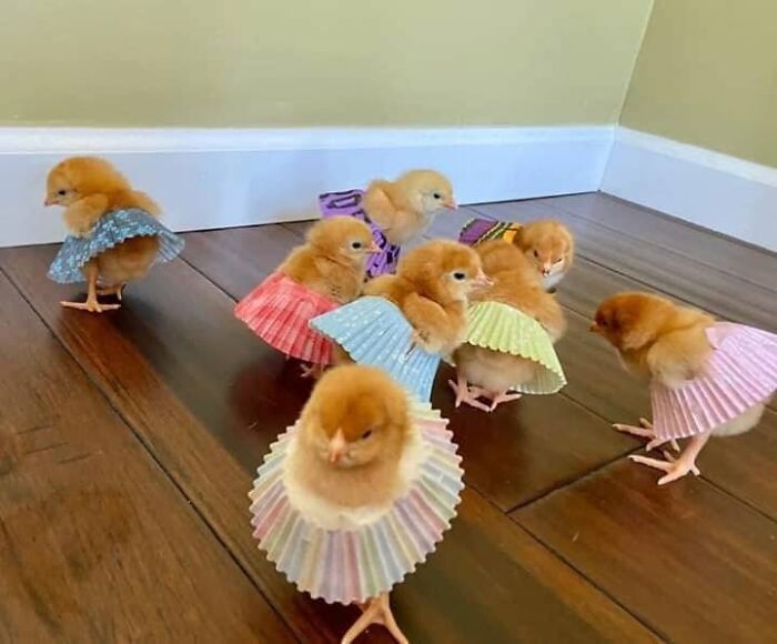 Funny animals: small fluffy chicks wearing colorful cupcake liners as tutus on a wooden floor