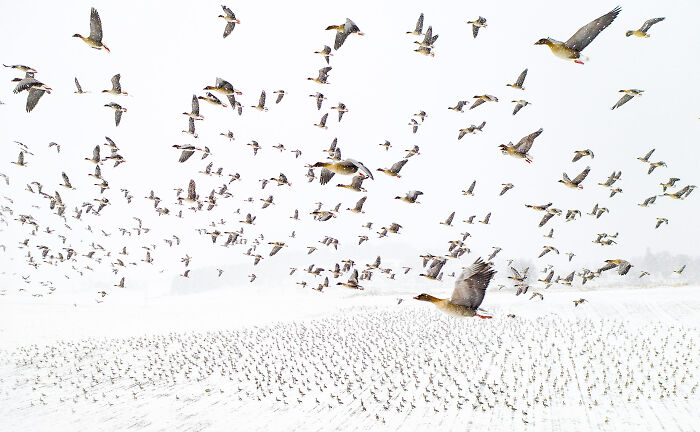 Flock of birds flying over a snow-covered field captured in a nature NPOTY photography shot