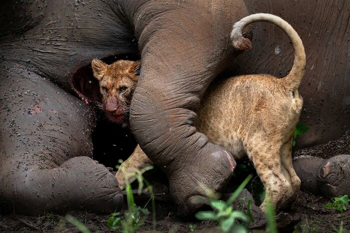 Young lion cub peeking out near an elephant in a dramatic wildlife NPOTY photo