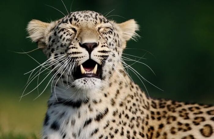 Leopard squinting its eyes while yawning outdoors.