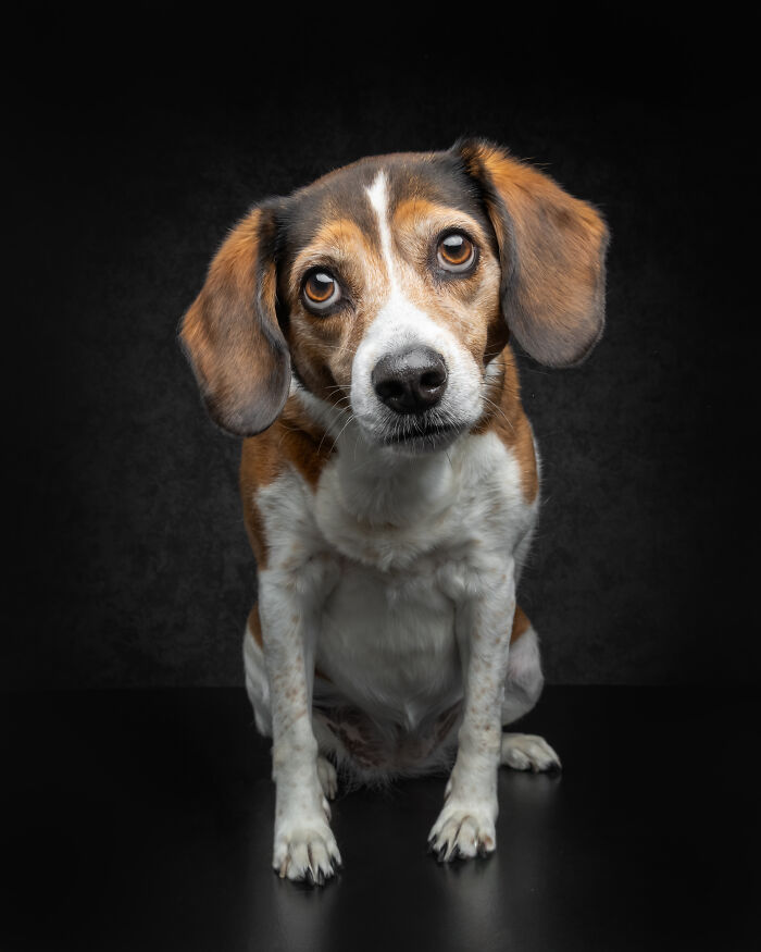 Beagle dog looking curiously at camera with dark background doggy personalities
