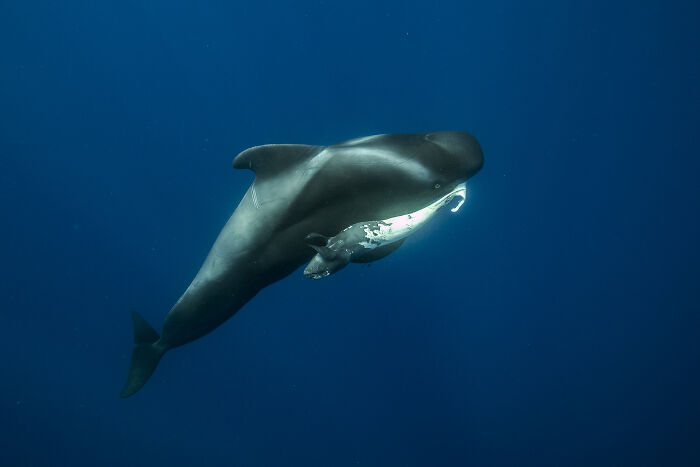 Wildlife photo of a pilot whale swimming gracefully in deep blue ocean water.