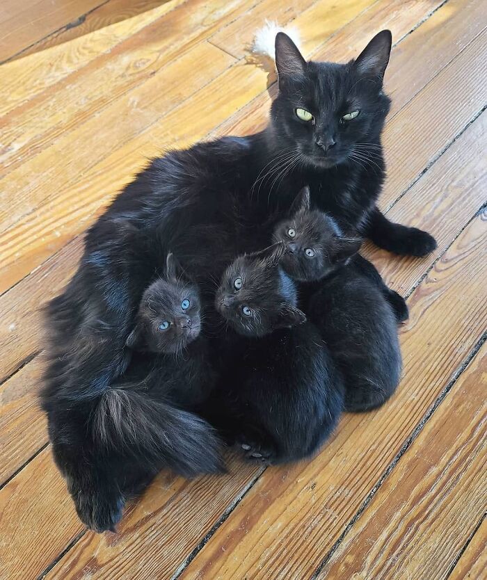 21 Heartwarming Photos Of Mama Cats And Their Kittens That Show A Mother’s Love Is Truly Special
